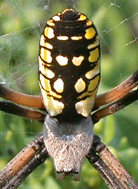 Yellow Garden Spider